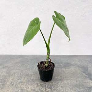 観葉植物 モンステラ 実生根上がり仕立て 3号ポット