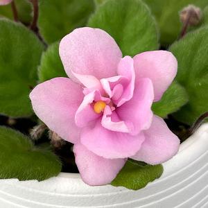 ミニセントポーリア フェアリーファウンテン 2.5号鉢植え