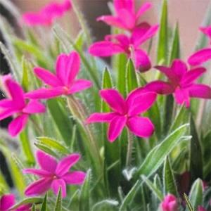 山野草の苗 アッツザクラ（ロドヒポキシス） ムーランルージュ3号ポット