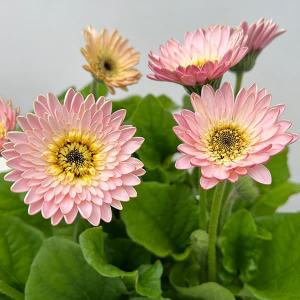 草花の苗 ガーデンガーベラ（ガルビネア） サンシェイパー トロピカル シモーネ（淡桃）4号ポット