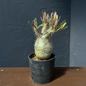 観葉植物 パキポディウム グラキリス（国内実生株） 3.5号26-01