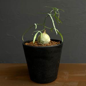 観葉植物 サマーセール アデニア キルキー 3.5号