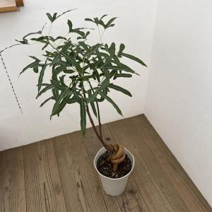 観葉植物 ブラキキトン（ボトルツリー） ポプルネウス 7号26-06