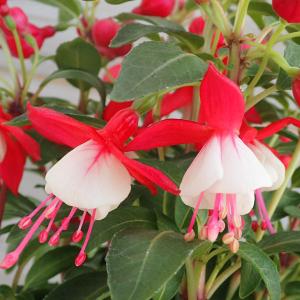 フクシア プーニー レッド＆ホワイト4号鉢植え