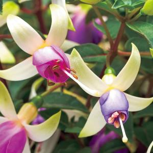 フクシア プーニー ホワイト＆ロージーブルー4号鉢植え