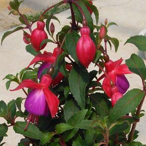 フクシア プーニー ローズ＆ブルー4号鉢植え