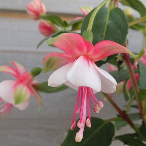 フクシア プーニー ミニピンク＆ホワイト4号鉢植え