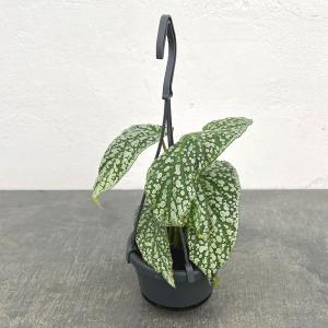 観葉植物 ベゴニア リーファ3.5号吊り鉢の商品画像