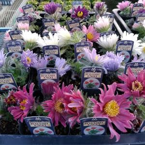 草花の苗 サマーセール （わけあり特価）西洋オキナグサ 林園芸オリジナル花色見計らい3.5号ポット