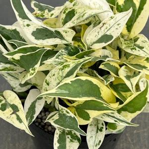 観葉植物 ポトス エクセレント 3.5号ポット