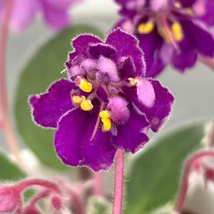 ミニセントポーリア OG No.1 2.5号鉢植え