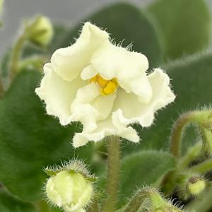 ミニセントポーリア フロステッド デニム（白） 2.5号鉢植え