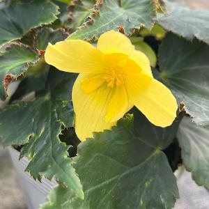 草花の苗 ベゴニア ポッピングスター イエロー3.5号ポット