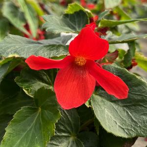 草花の苗 ベゴニア ポッピングスター レッド3.5号ポット