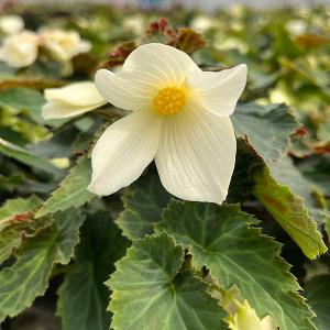 草花の苗 ベゴニア ポッピングスター ホワイト3.5号ポット