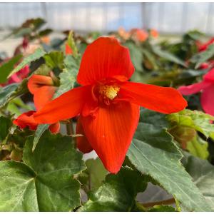草花の苗 ベゴニア ポッピングスター オレンジ3.5号ポット