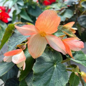 草花の苗 ベゴニア ポッピングスター サーモンバイカラー3.5号ポット