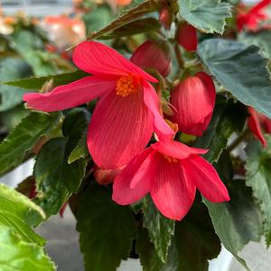 草花の苗 ベゴニア ポッピングスター ローズ3.5号ポット