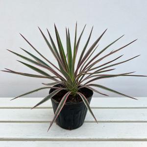 観葉植物 ユッカ アロイフォリア バリエガータ（斑入り）5号ポット