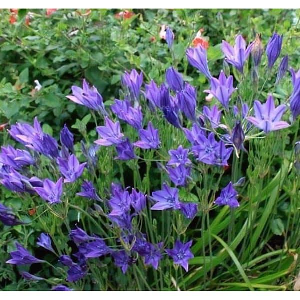 草花の苗 ブローディア（トリテレイア） クイ−ンファビオラ3.5号ポット