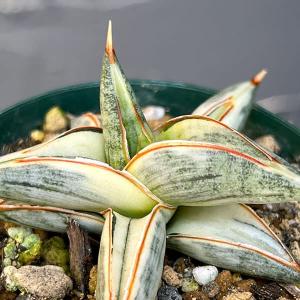観葉植物 サマーセール サンセベリア Lav.1970 斑入り（ラブラノス1970 斑入り） 3号鉢植え