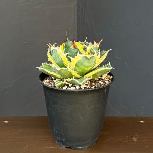 観葉植物 アガベ チタノタ 白鯨錦（ハクゲイニシキ） 5号鉢植え26-01
