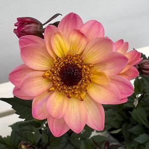 草花の苗 プチダリア（銅葉系） ピンクバード3-3.5号ポット