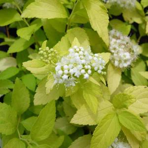 花木 庭木の苗 シモツケ ホワイトゴールド3.5...の商品画像