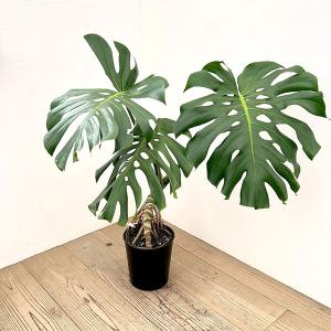 観葉植物 モンステラ アダンソニー（幹上がり） 7号鉢植え*