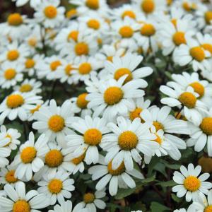山野草の苗 ノギク（野菊） コハマギク（小浜菊）3芽植え3号ポット