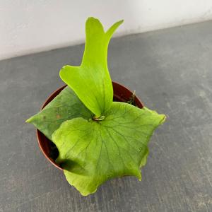 観葉植物 ビカクシダ（コウモリラン） ヒリー 3号ポット