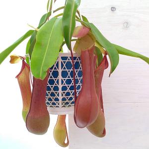 観葉植物 ネペンテス アラータ アカネ 4号吊鉢入り