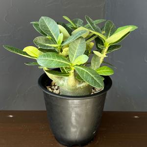 観葉植物 アデニウム アラビカム モンスター 5号鉢植え