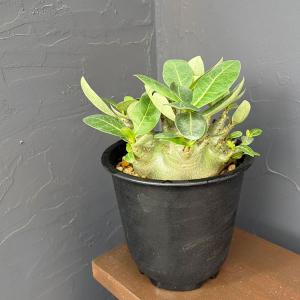 観葉植物 アデニウム アラビカム モンスター(ず...の商品画像