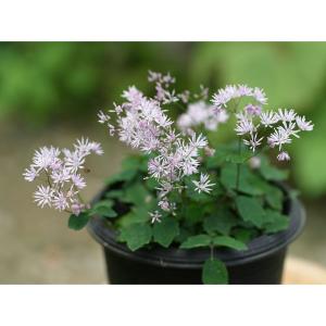 山野草の苗 ツクシカラマツ（筑紫唐松）2.5-3号ポット