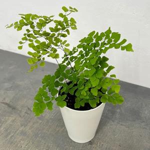 観葉植物 アジアンタム スクータムロゼウム 4号鉢植え