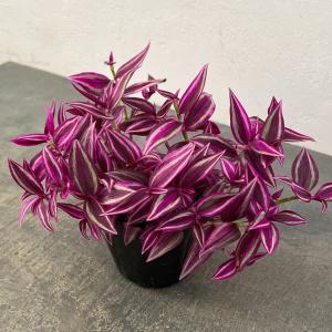 観葉植物 トラディスカンチア ピンクパラダイス3.5号ポット