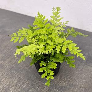 観葉植物 アスプレニウム ブルビフェルム 3号ポット