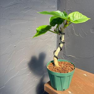 観葉植物 フィカス ウンベラータ（曲げ仕立て） 3号鉢植え