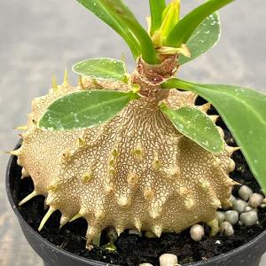 観葉植物 ミルメコディア ツベローサ 2号ポットの商品画像