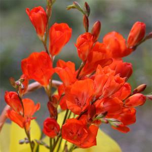 （わけあり特価）トリトニア オレンジ4.5号鉢植え