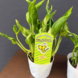 観葉植物 26年8月下旬予約 ポトス テルノトラサン 3号ポット