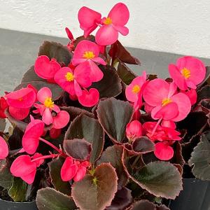 草花の苗 ベゴニア センパフローレンス ナイトライフ（黒葉）ディープローズ3号ポット