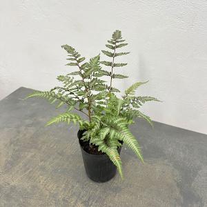 観葉植物 シダ ニシキシダ ピューターレース 3.5号ポット*