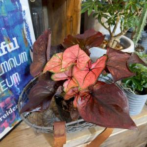 観葉植物 アーリーサマーセール カラジュウム 浅岡さんのおまかせカラジウム 5号鉢植え