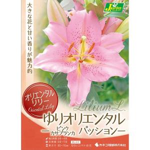 球根 26年10月中下旬予約 ユリ オリエンタルリリー パッション（ピンクカサブランカ）1球入り
