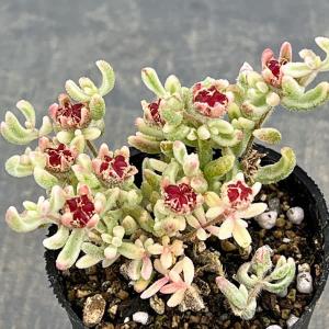観葉植物 ドロサンテマム ルビー錦 2号ポット