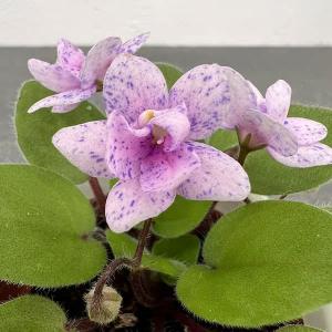 ミニセントポーリア ロブス ブーラルー 2.5号鉢植え