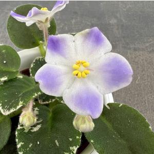 ミニセントポーリア ハワイアン レイ 2.5号鉢植え