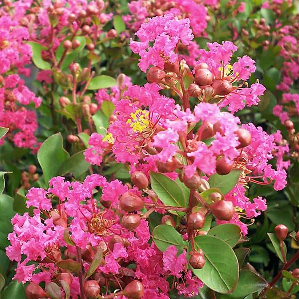 花木 庭木の苗 サルスベリ（百日紅） ベリーダズル5号ポット
